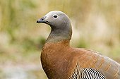 Ashy-headed Goose (Chloephaga poliocephala) adult, feeding on grass, close-up of head and neck, Tierra del Fuego, Argentina, november