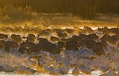 Snow Goose (Chen caerulescens) and Sandhill Crane (Grus canadensis) mixed flock, on roosting pond at sunrise, Bosque del Apache National Wildlife Refuge, New Mexico, U.S.A., january