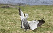 Upland Goose (Chloephaga picta) adult male, landing on grass, Tierra del Fuego, Argentina, november