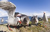 Dolphin Gull (Larus scoresbii) adults and immatures, flock on seafront, Ushuaia, Beagle Channel, Tierra del Fuego, Argentina, november
