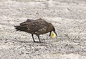 Antarctic Skua (Catharacta antarctica) adult, feeding on stolen Gentoo Penguin (Pygoscelis papua) egg, Sea Lion Island, Falkland Islands, november