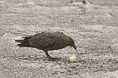 Antarctic Skua (Catharacta antarctica) adult, feeding on stolen Gentoo Penguin (Pygoscelis papua) egg, Sea Lion Island, Falkland Islands, november