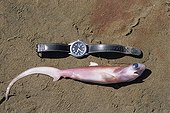 Embryos of Thresher Sharkans Watch Gulf of California 