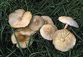Fairy Ring Mushrooms in grass France