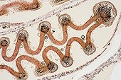 Cross section of Smoothleaf Elm bud  ; Brightfield illumination, x40