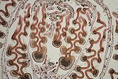 Cross section of Smoothleaf Elm bud  ; Brightfield illumination, x40
