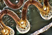 Cross section of Smotthleaf Elm bud  ; Light polarized light, x 100