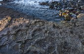 Largest ichnites of sauropod dinosaurs La Griega Beach Spain