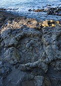 Largest ichnites of sauropod dinosaurs La Griega Beach Spain