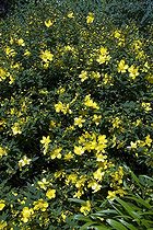 St John's wort 'Rowallane' in bloom in a garden