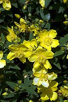 St John's wort 'Rowallane' in bloom in a garden