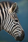 Burchell's zebra Umgeni Valley Reserve KwaZulu-Natal