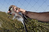 Banding Eurasian Jay Bretolet Pass Swiss Alps  ; Each year between 10 and 20 000 birds of 100 species are catch and ring the Col de Bretolet<br>