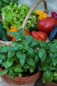 Basil in an aromatic plants garden