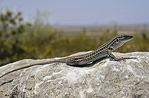Chihuahuan Spotted Whiptail on a rock Arizona USA