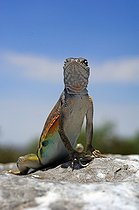 Greater earless Lizard on a rock New-Mexico USA