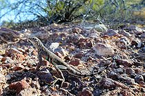 Greater earless Lizard on a rock New-Mexico USA
