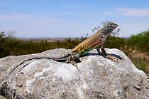 Greater earless Lizard on a rock New-Mexico USA