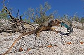 Iguane du désert de Sonora dévorant un Lézard en Arizona USA