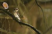 European Pied Flycatcher female on a branch Vosges France