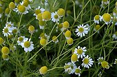 Roman chamomile in bloom in a garden