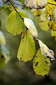 Wych elm foliage in autumn