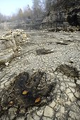 Site à pistes de dinosaures de Loulle dans le Jura ; Therapodes empreintes découvertes lors des fouilles de 2008 taille entre 20 et 30 cm ancienne carrière Jurassique Superieur Oxfordien