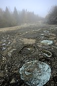 Site à pistes de dinosaures de Loulle dans le Jura ; Sauropodes Jurassique Supérieur Oxfordien découvert en 2004 dans une ancienne carrière plusieurs pistes ont été peintes