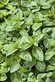 Sweet basil 'Cannelle' in a garden