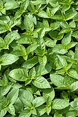 Sweet basil 'Marseillais' in a garden