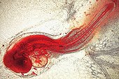 Chick embryo 48 hours
