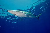 Blue Shark beneath the surface North Atlantic Azores 