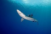 Blue Shark beneath the surface North Atlantic Azores 