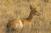 Oribi lying on dryed grass Mlilwane Swaziland 
