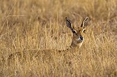 Oribi lying on dryed grass Mlilwane Swaziland 