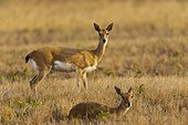 Oribi in Savannah Mlilwane  Swaziland