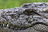 Portrait of Nile crocodile KwaZulu Natal South Africa 