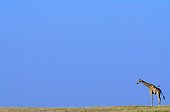 Giraffe in plain Chobe NP Botswana 