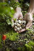 Empty snail shells on the foot of a shrub in a garden