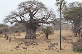 Zebras and Baobabs in savanna Tarangire NP Tanzania 