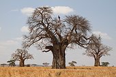 Baobabs in savanna Tarangire NP Tanzania 