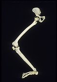 Leg skeleton