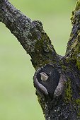 Wryneck feeding in the trunk Vaud Switzerland