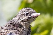 Banding young Wryneck at spring Vaud Switzerland
