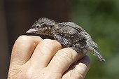 Banding young Wryneck at spring Vaud Switzerland