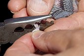 Banding young Wryneck at spring Vaud Switzerland