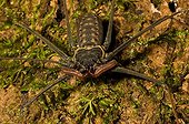 Amblypygid undergrowth French Guiana 