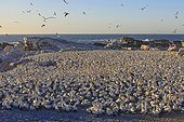 Colony of Cape Gannets in Lambert's Bay South africa ; This colony was decimated in the past by fur seals who came to feed on eggs and chicks. This is now monitored by wardens who keep away seals that try to get closer.