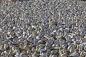 Colony of Cape Gannets in Lambert's Bay South africa ; This colony was decimated in the past by fur seals who came to feed on eggs and chicks. This is now monitored by wardens who keep away seals that try to get closer.