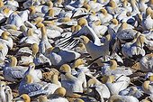 Colony of Cape Gannets in Lambert's Bay South africa ; This colony was decimated in the past by fur seals who came to feed on eggs and chicks. This is now monitored by wardens who keep away seals that try to get closer.